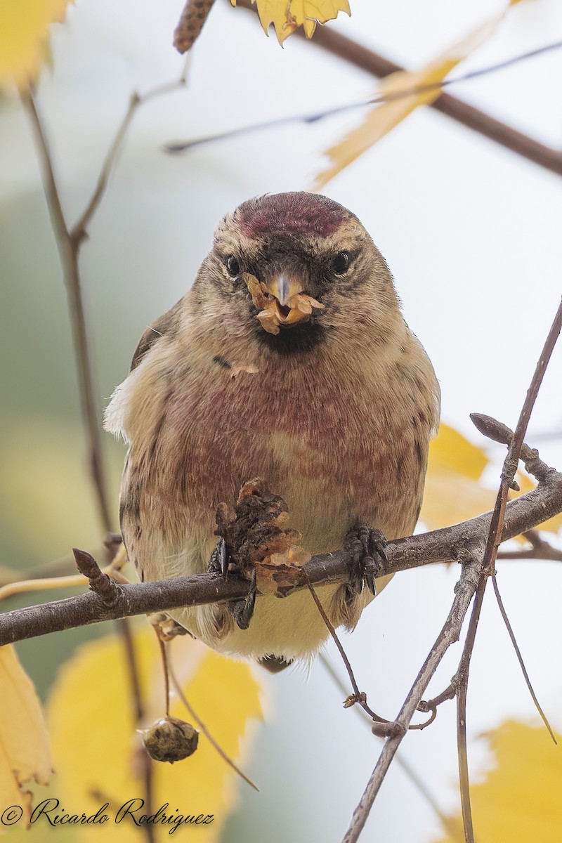 čečetka zimní - ML646296716