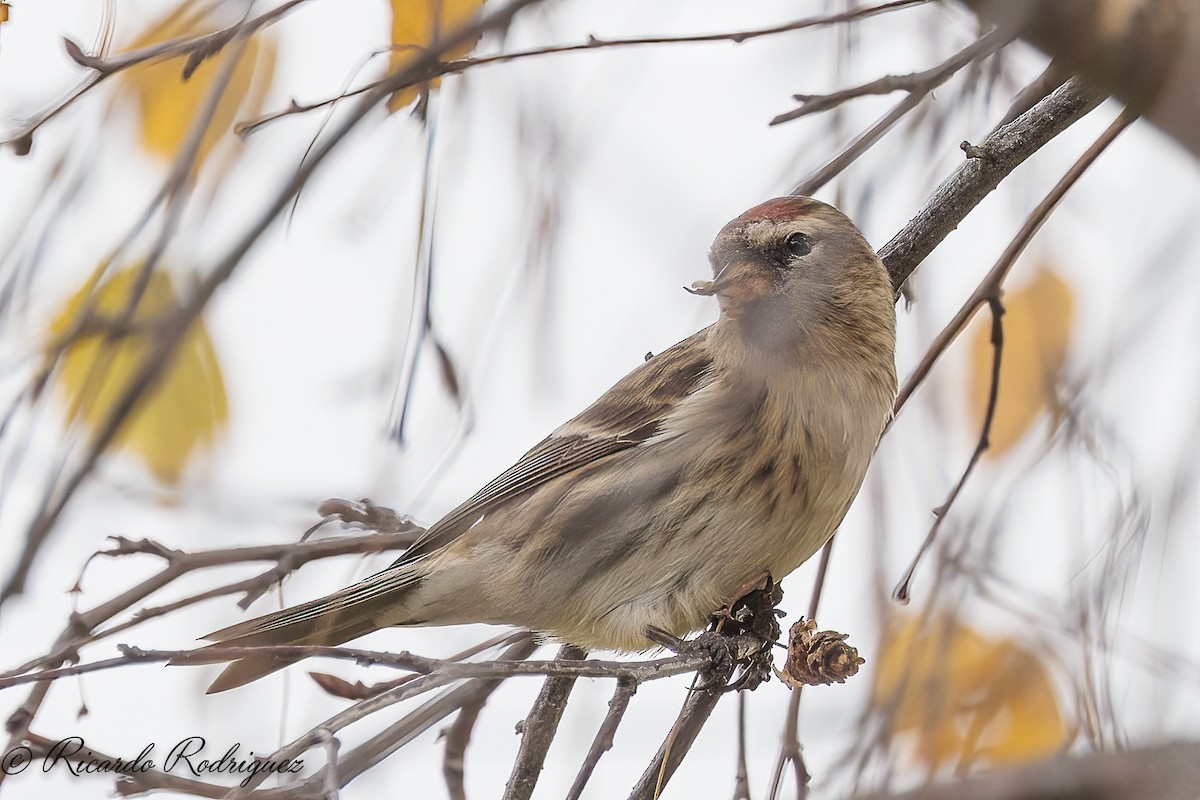 čečetka zimní - ML646296717