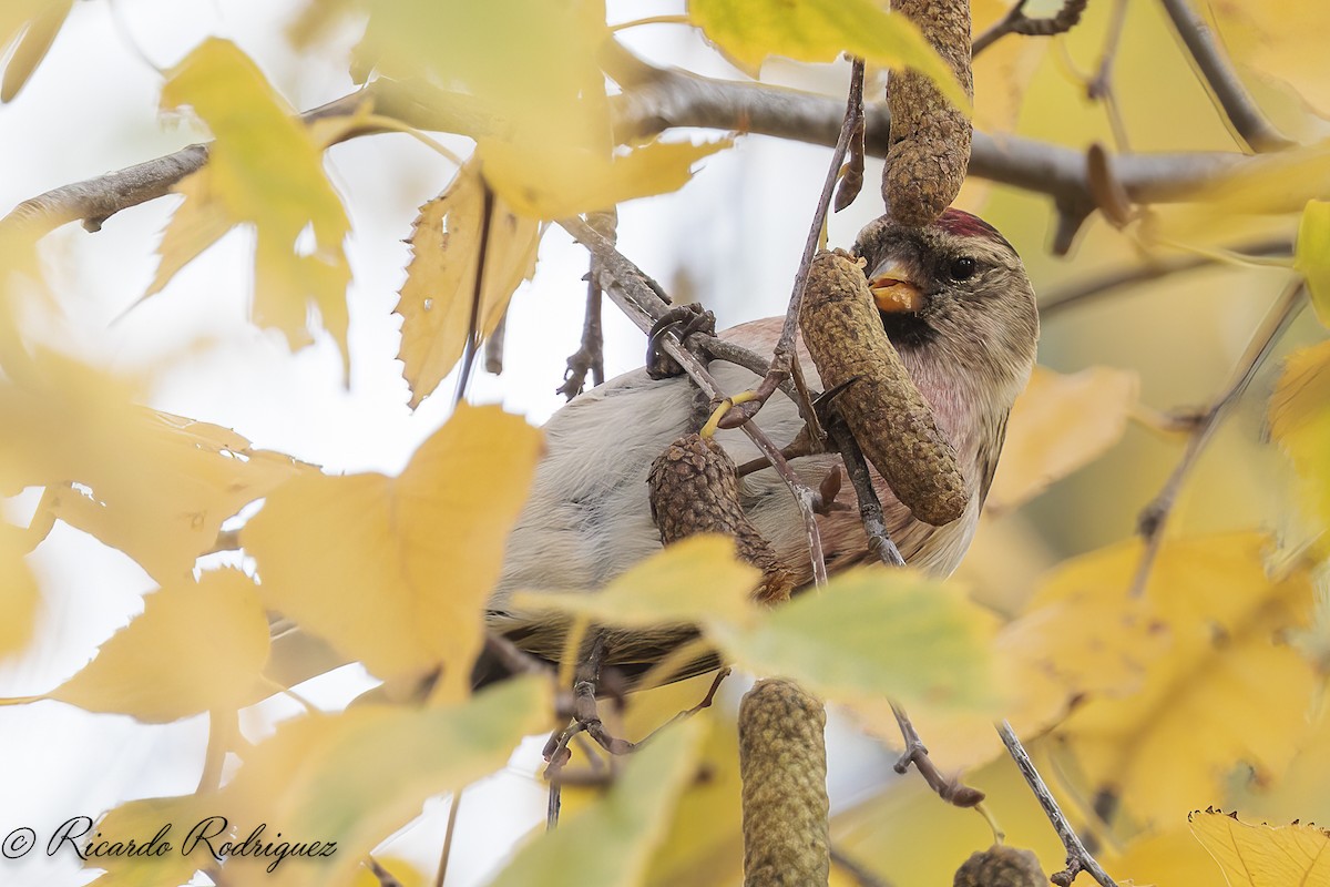 čečetka zimní - ML646296718