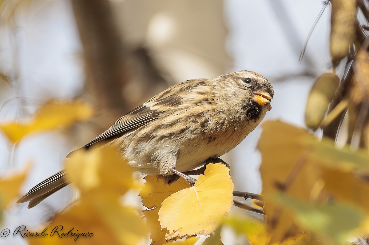 čečetka zimní - ML646296719