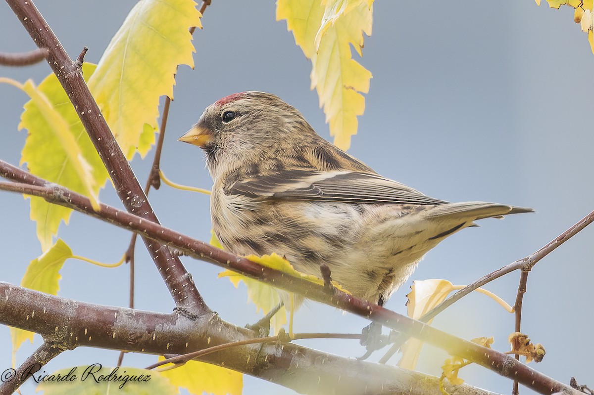 čečetka zimní - ML646296720