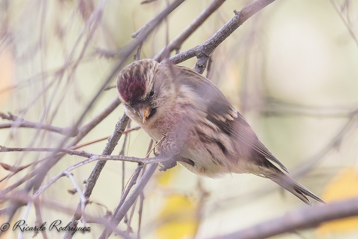 čečetka zimní - ML646296721