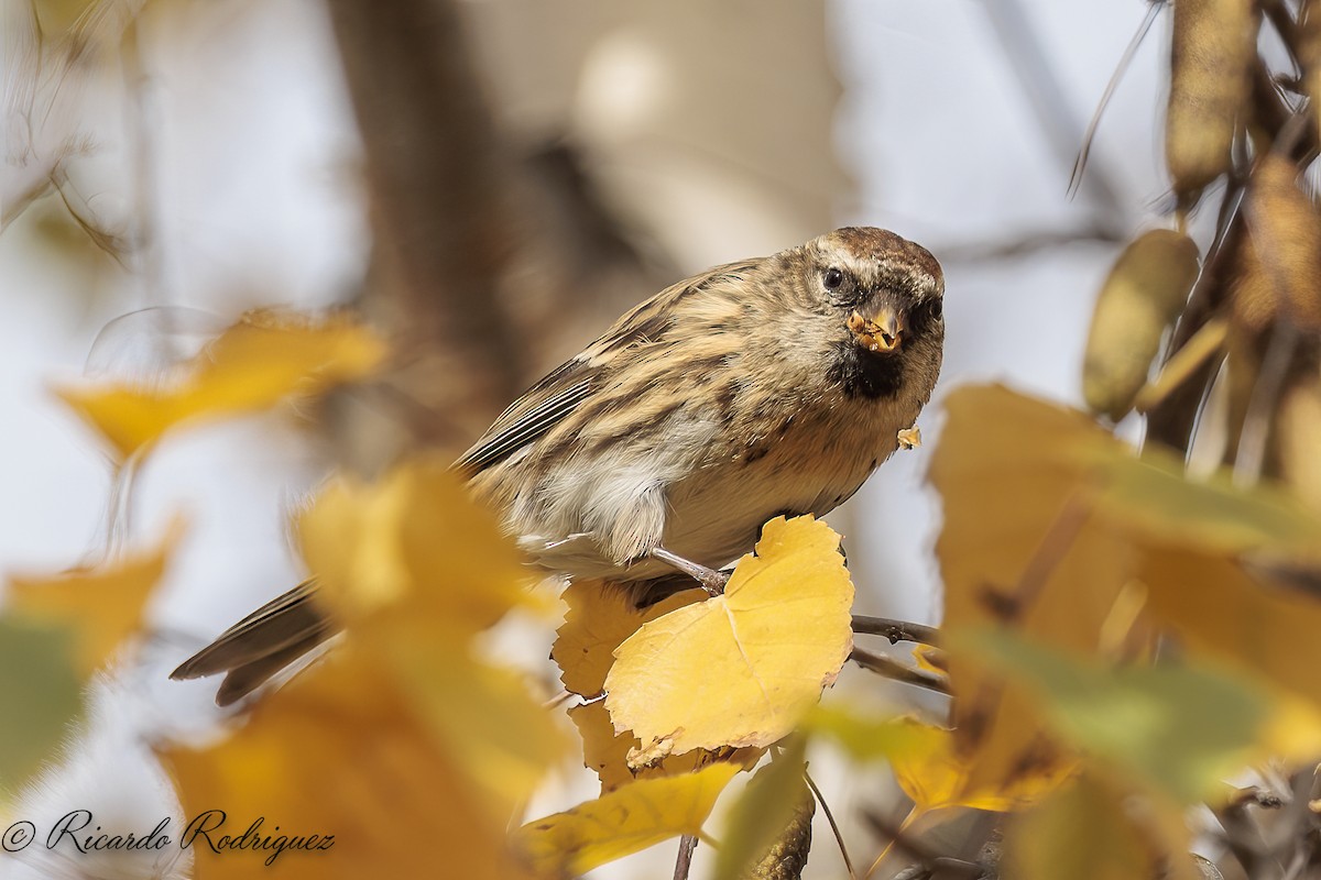 čečetka zimní - ML646296722