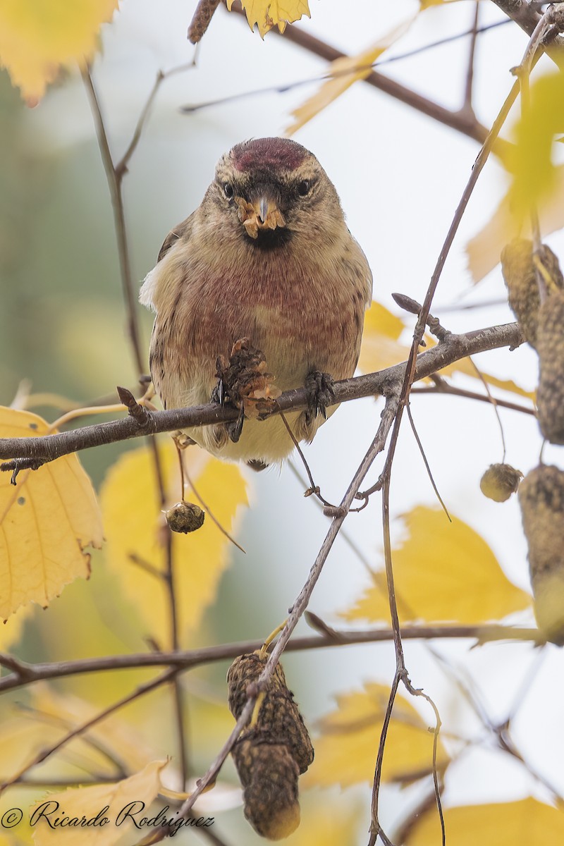 čečetka zimní - ML646296723