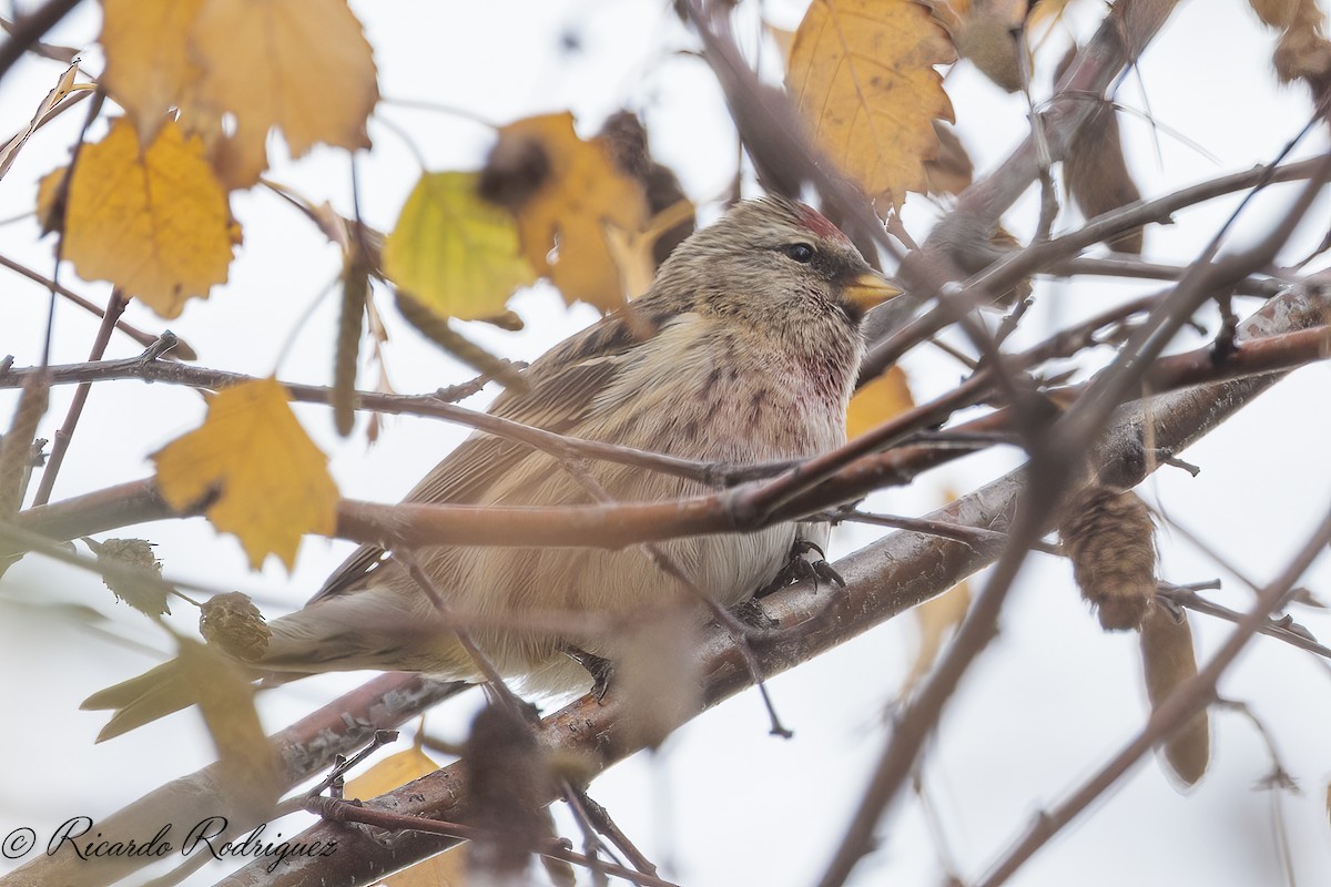 čečetka zimní - ML646296724