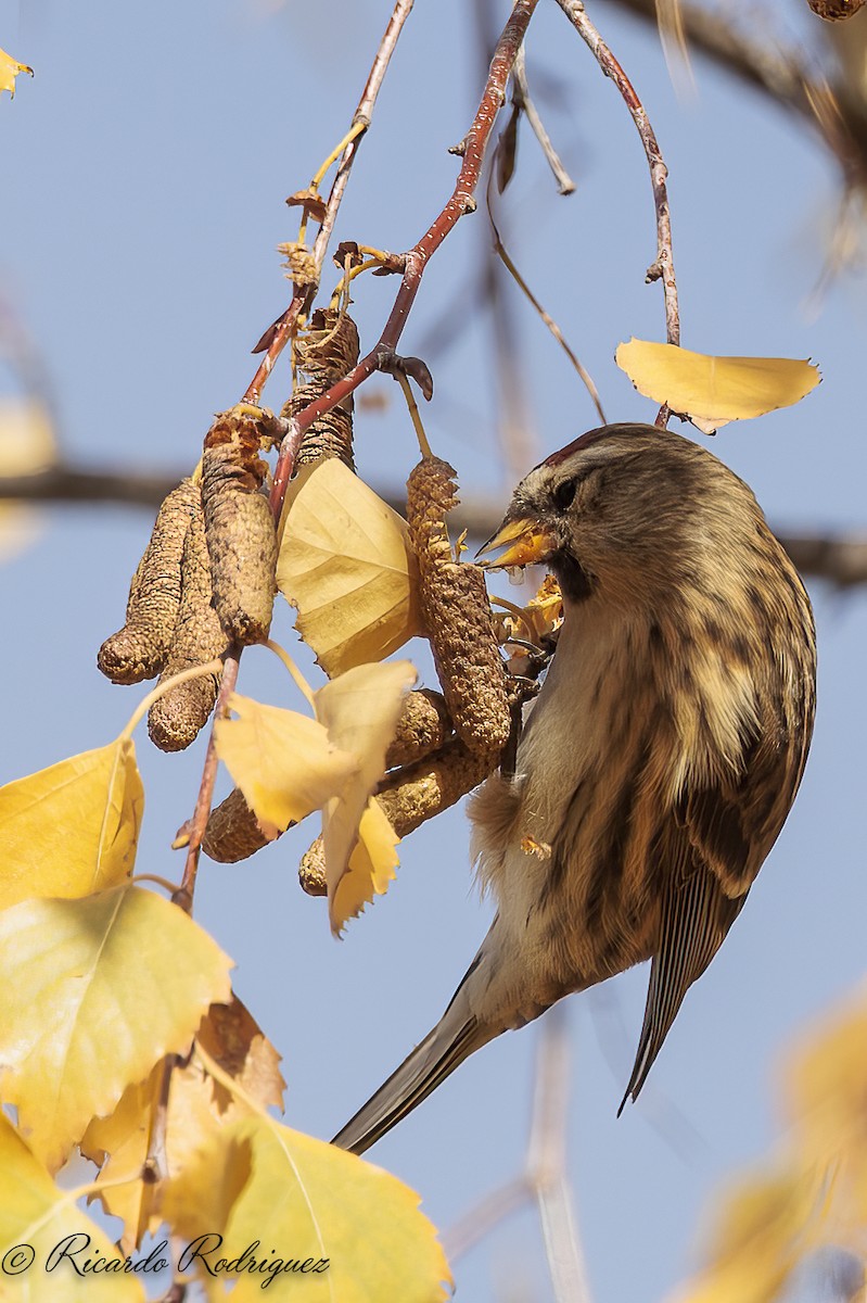 čečetka zimní - ML646296725