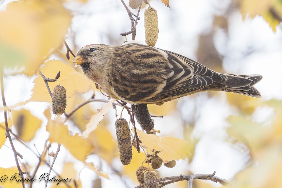 čečetka zimní - ML646296726