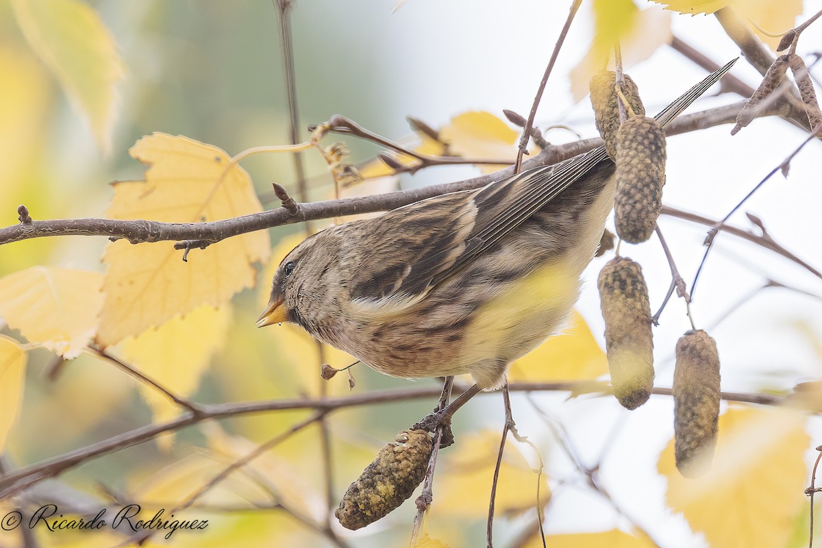 čečetka zimní - ML646296727