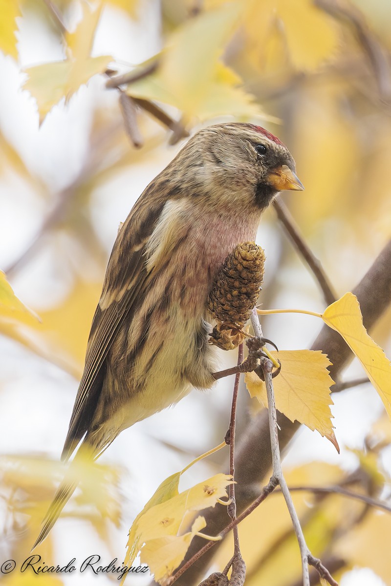 čečetka zimní - ML646296728