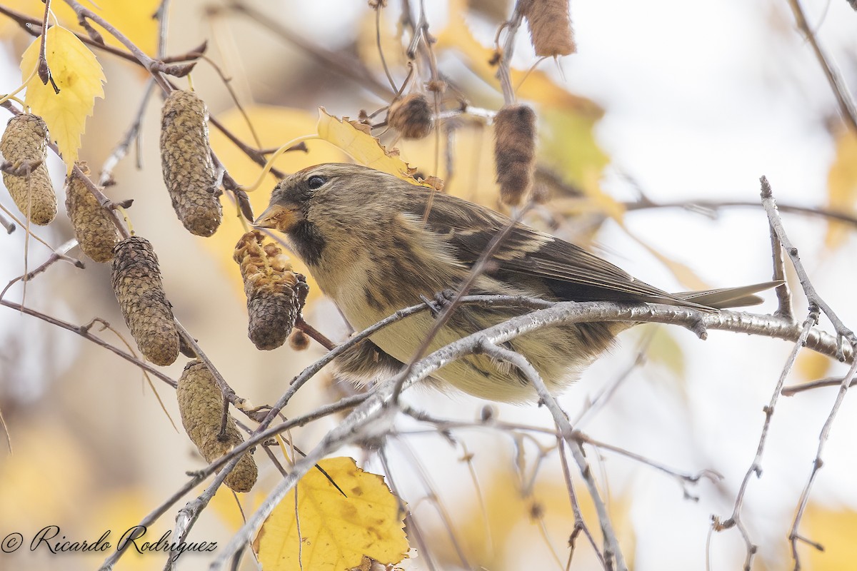 čečetka zimní - ML646296729