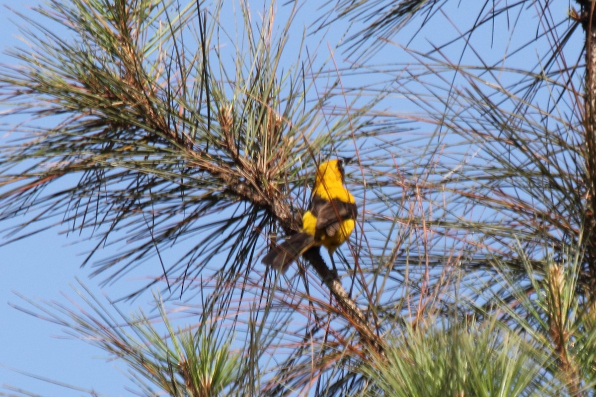 Yellow-backed Oriole - ML646296737