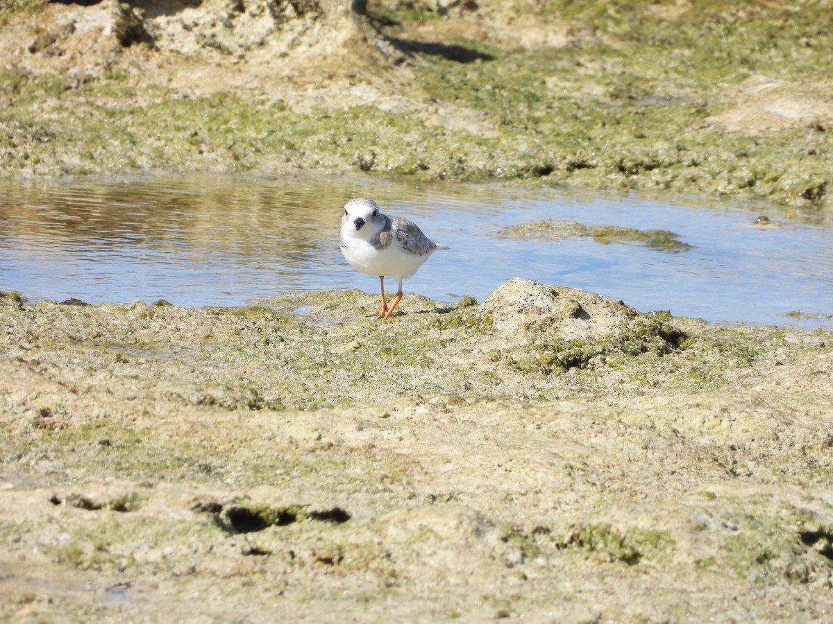 Islıkçı Cılıbıt - ML646296739