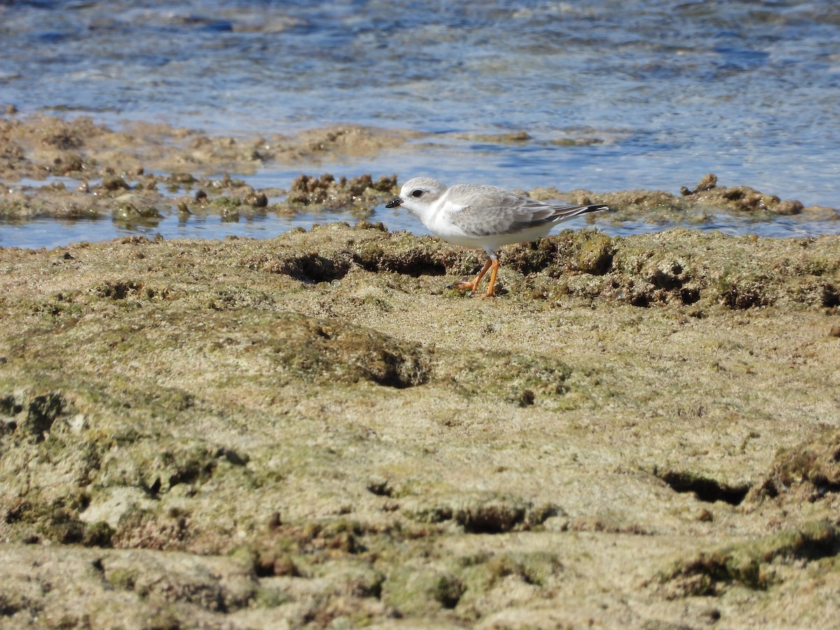 Islıkçı Cılıbıt - ML646296740