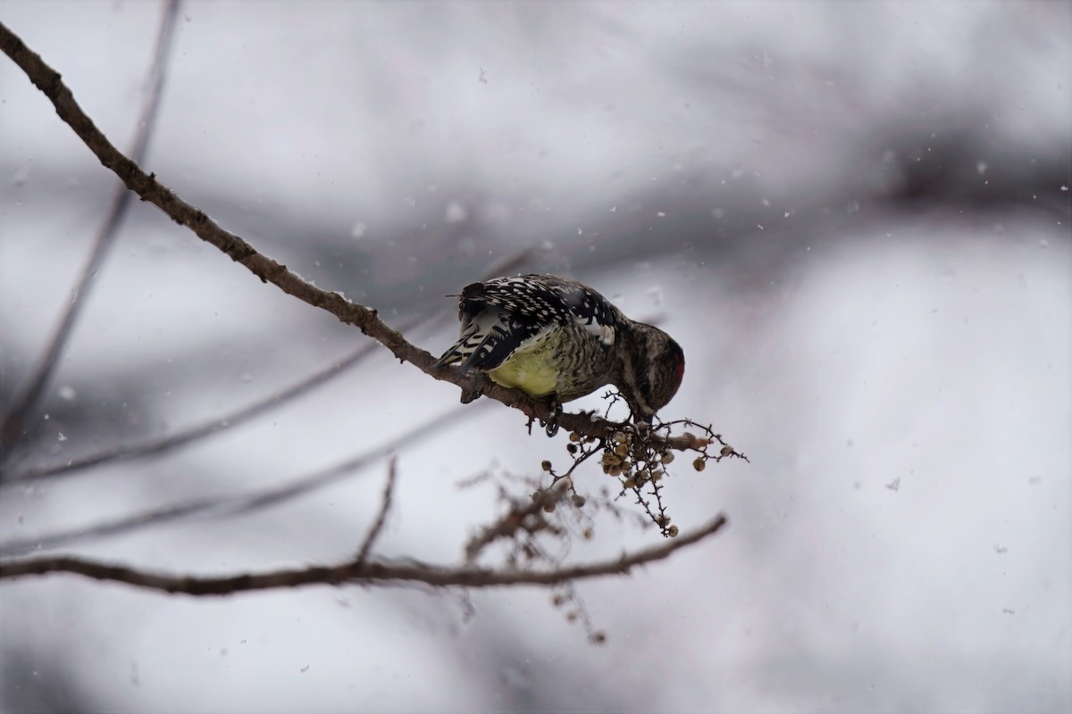 Yellow-bellied Sapsucker - ML646296741