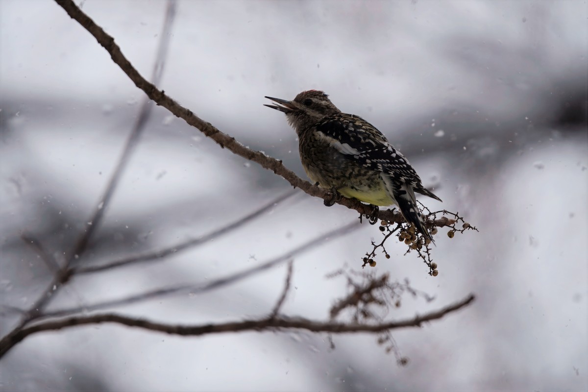 Yellow-bellied Sapsucker - ML646296742