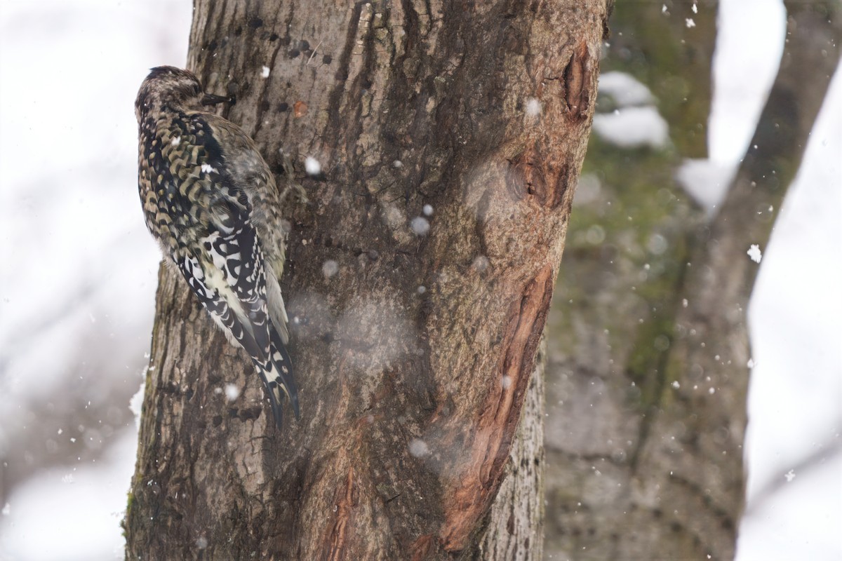 Yellow-bellied Sapsucker - ML646296743