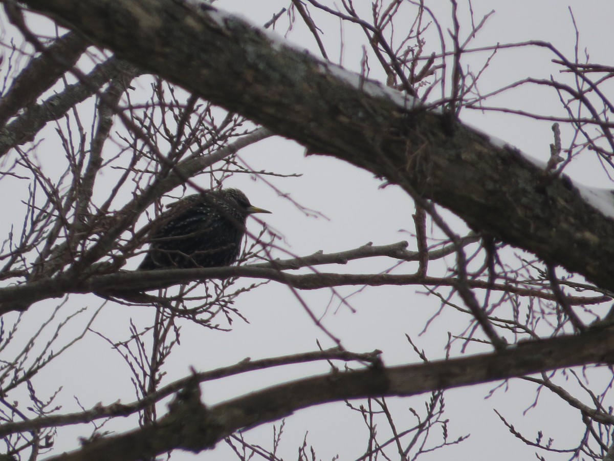European Starling - ML646296744
