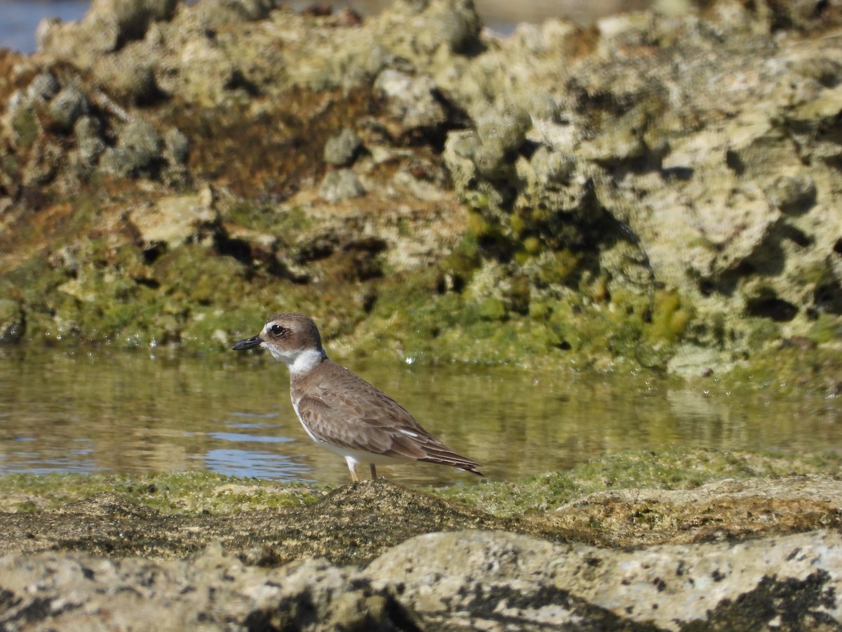 Пісочник довгодзьобий - ML646296745