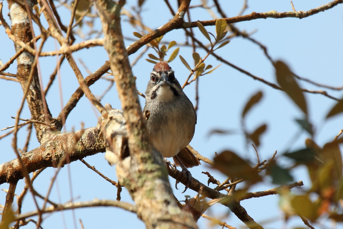 Rusty Sparrow - ML646296746