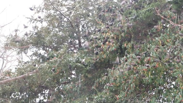 Sığırcık - ML646296757