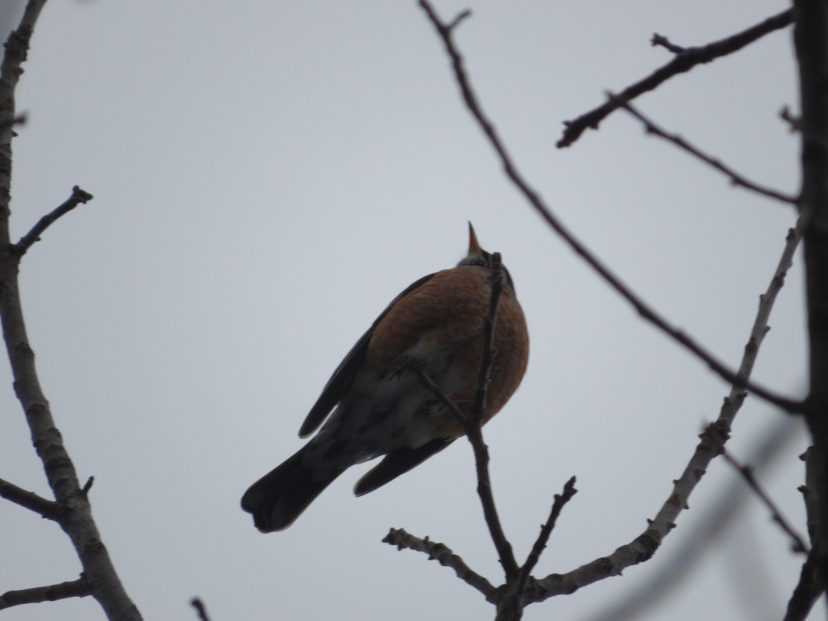 American Robin - ML646296760