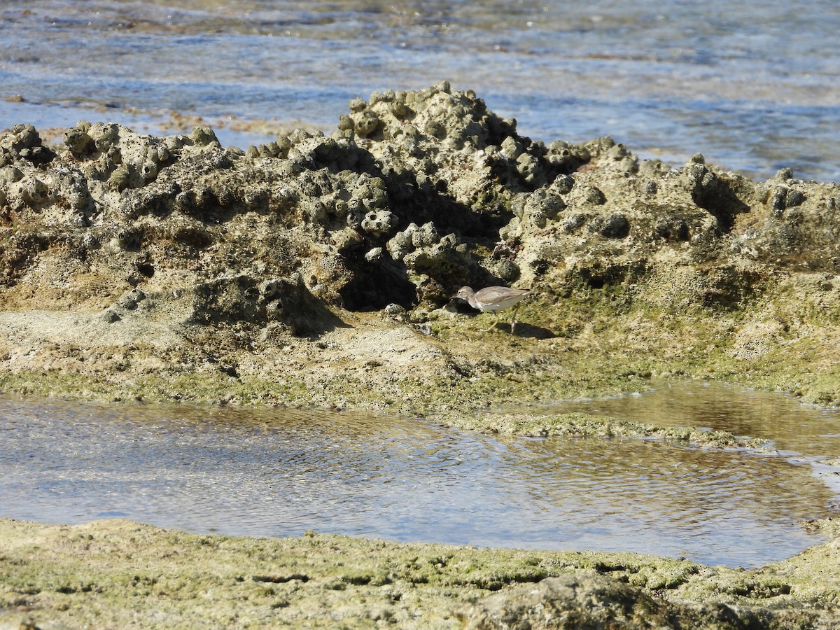 Набережник плямистий - ML646296761