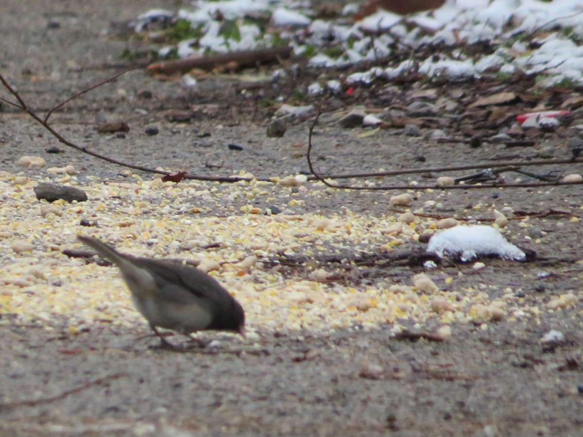 Dark-eyed Junco - ML646296765
