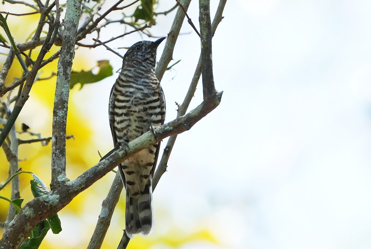 Shining Bronze-Cuckoo - ML646296766