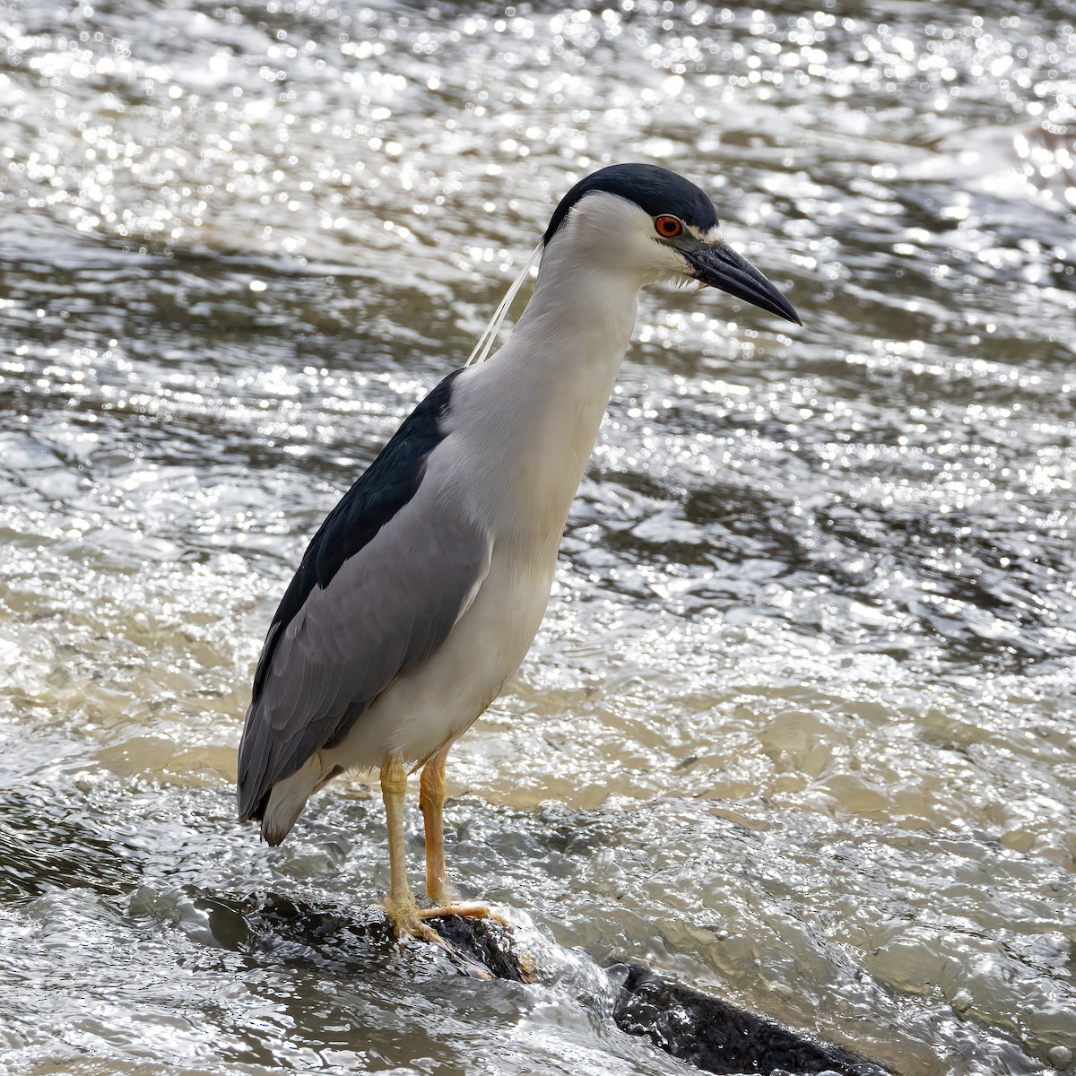 Yellow-crowned/Black-crowned Night Heron - ML646296767