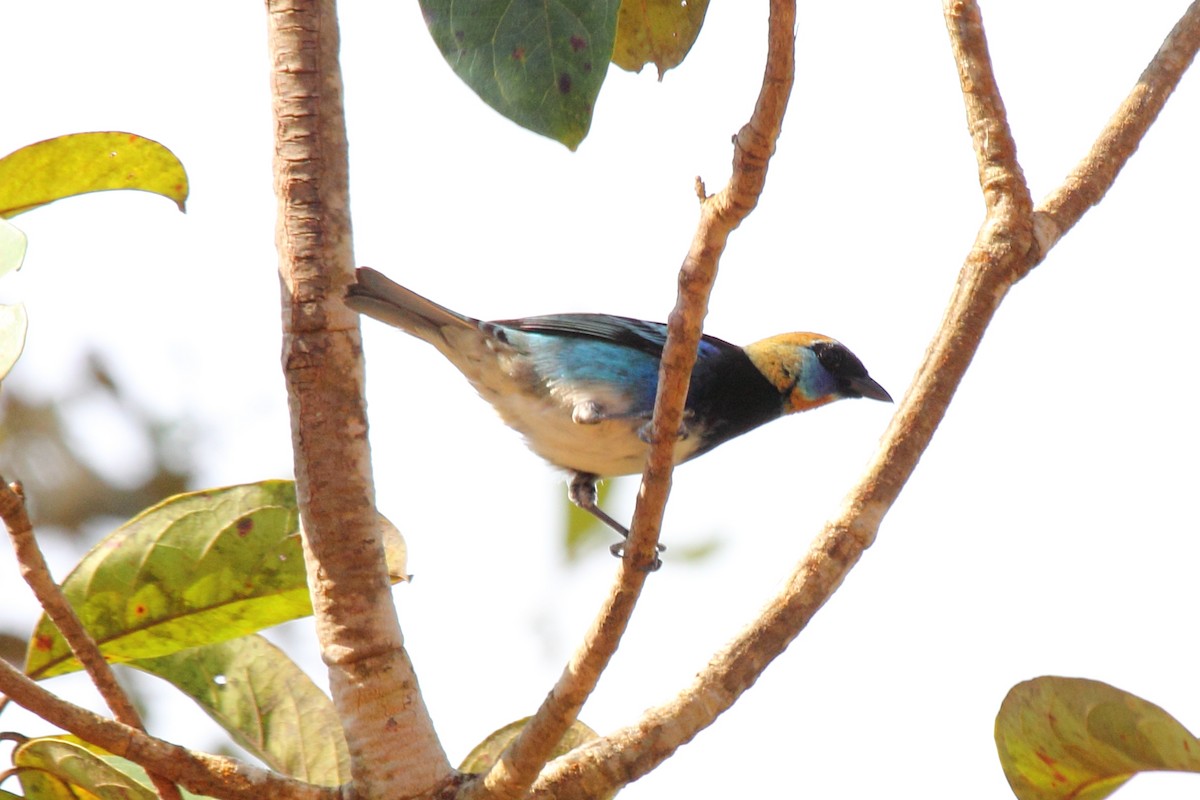 Golden-hooded Tanager - ML646296768