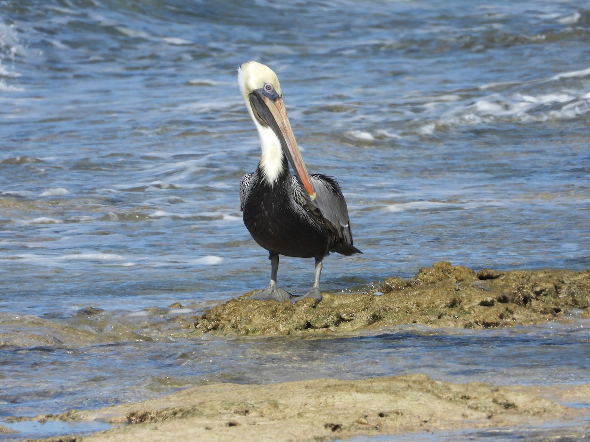 Пелікан бурий - ML646296769