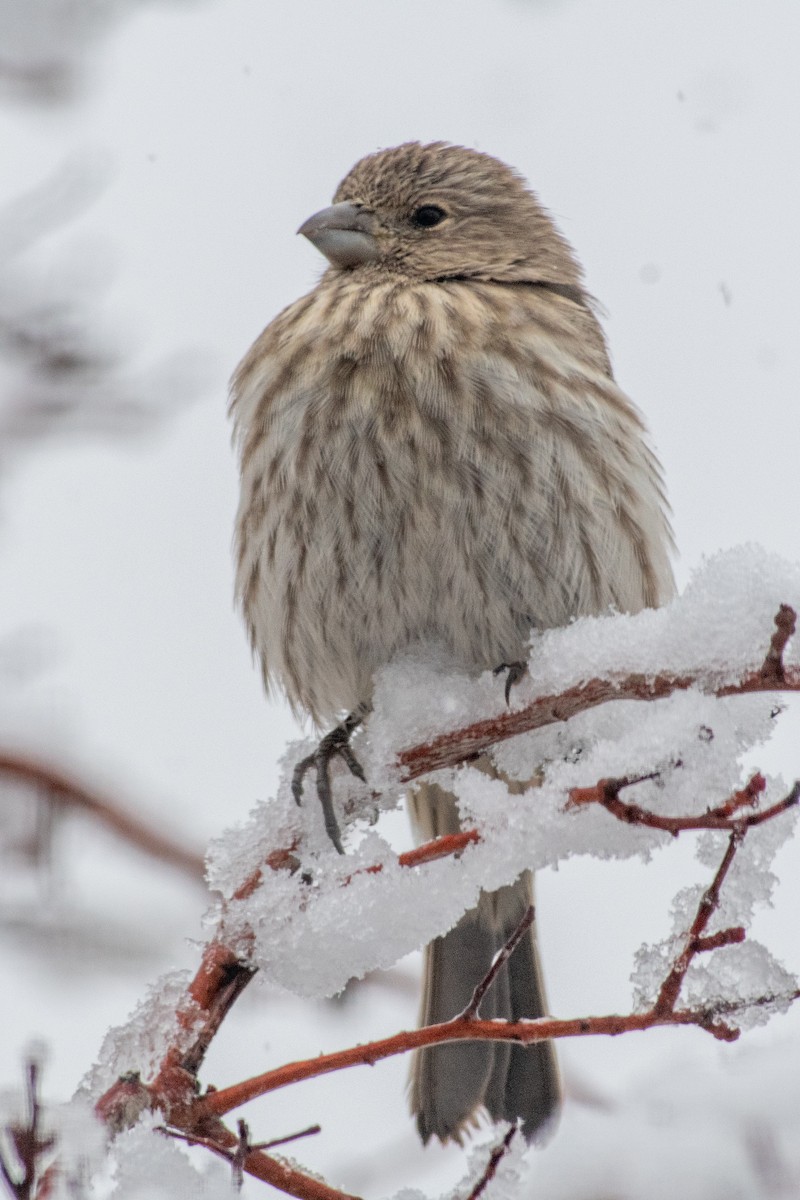 House Finch - ML646296771