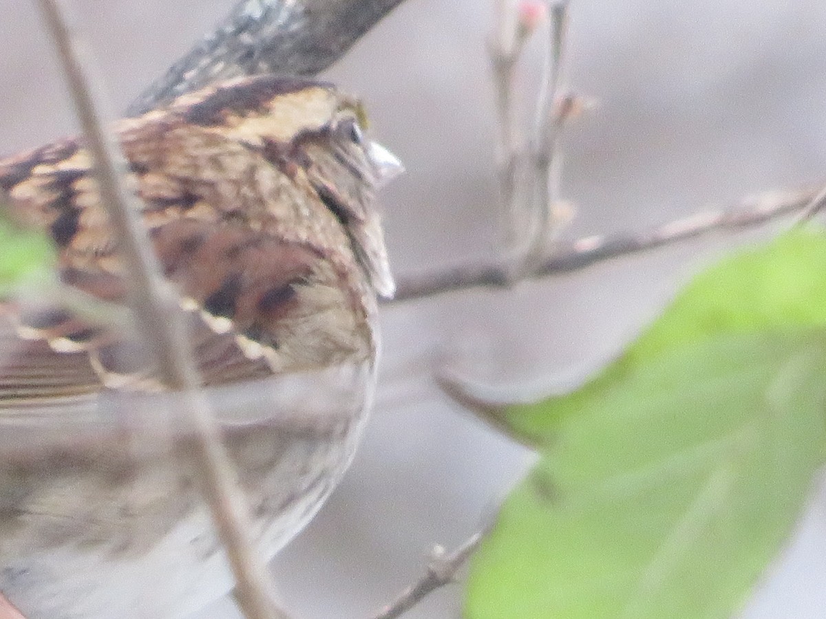 White-throated Sparrow - ML646296772