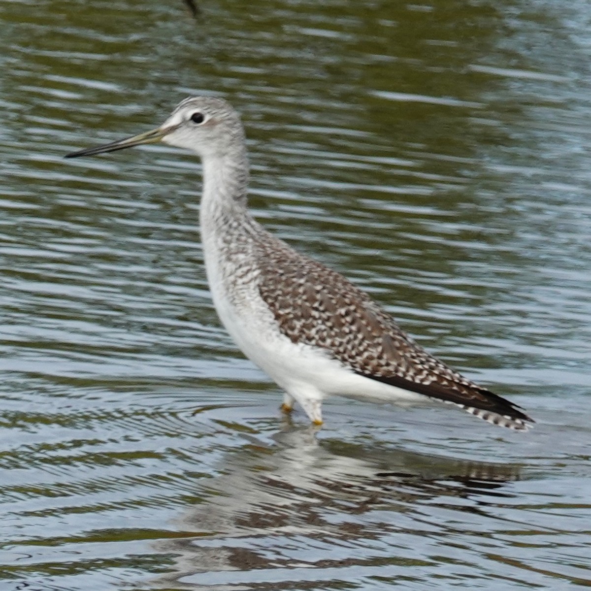 Greater Yellowlegs - ML646296775