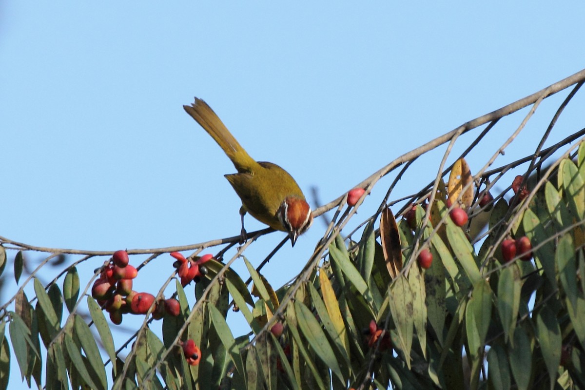 Rufous-capped Warbler - ML646296776