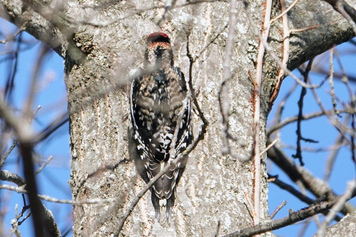 Yellow-bellied Sapsucker - ML646296777