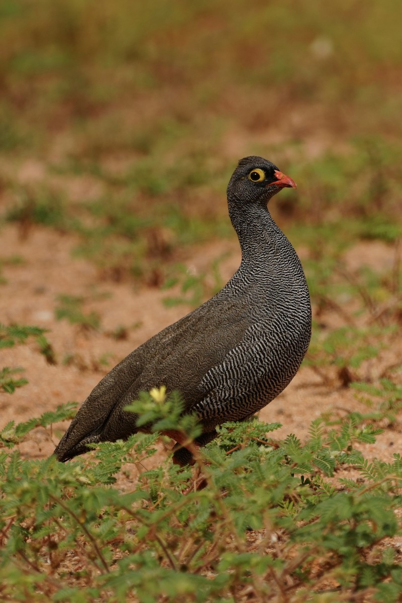 Red-billed Spurfowl - ML646296778