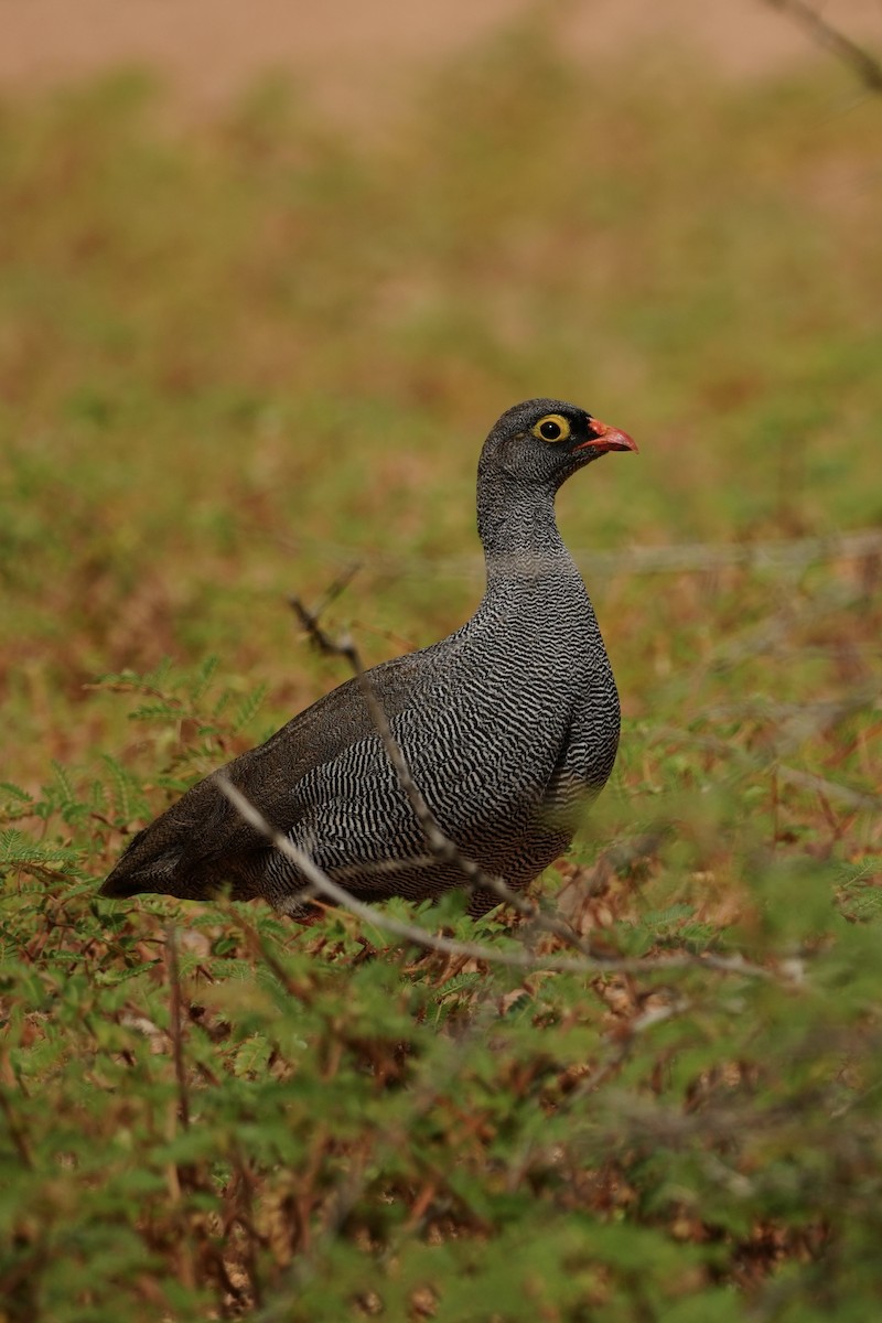 Red-billed Spurfowl - ML646296779