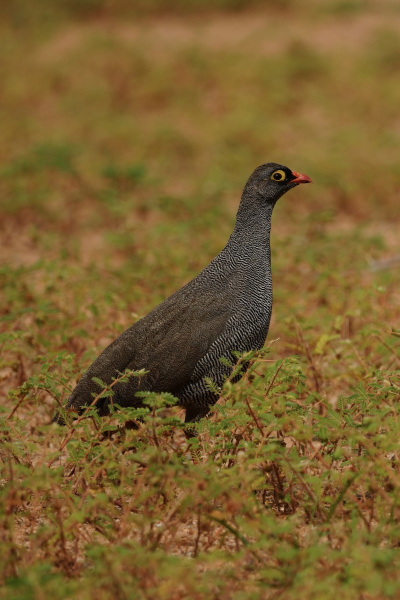 Red-billed Spurfowl - ML646296780