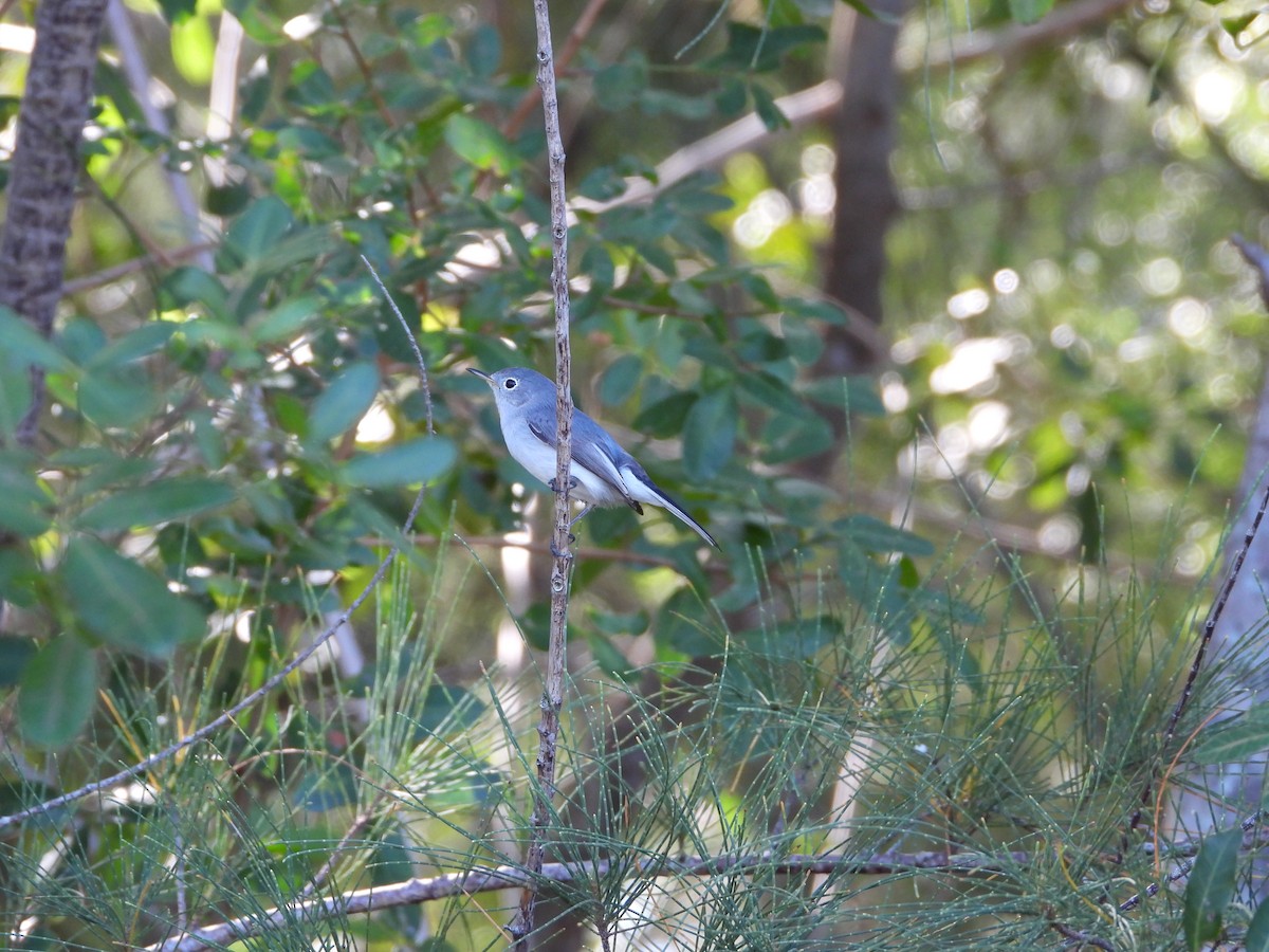 Blue-gray Gnatcatcher - ML646296781