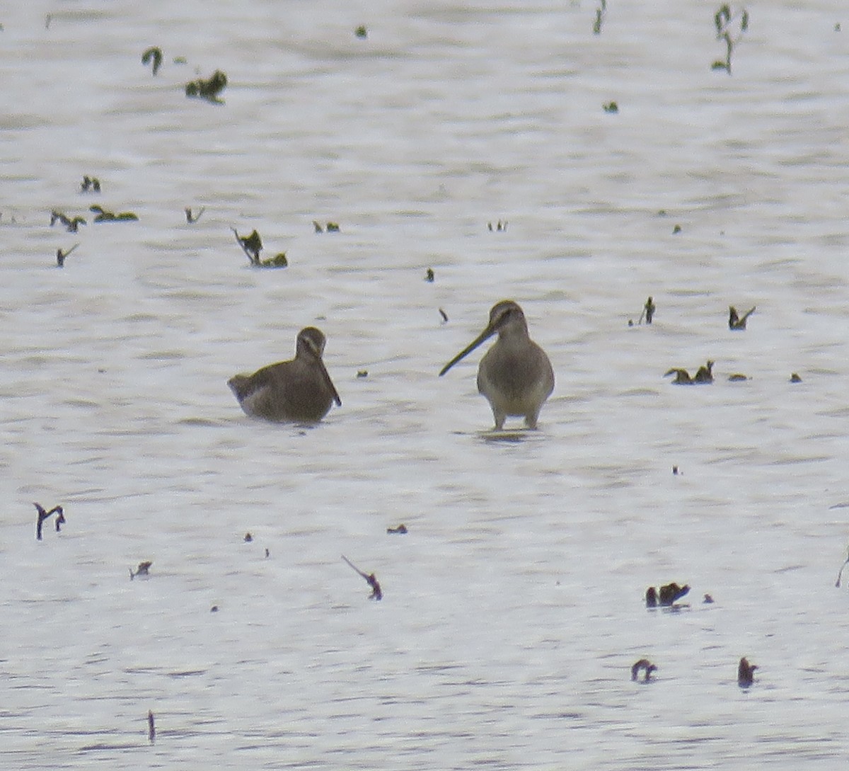 Long-billed Dowitcher - ML646296786