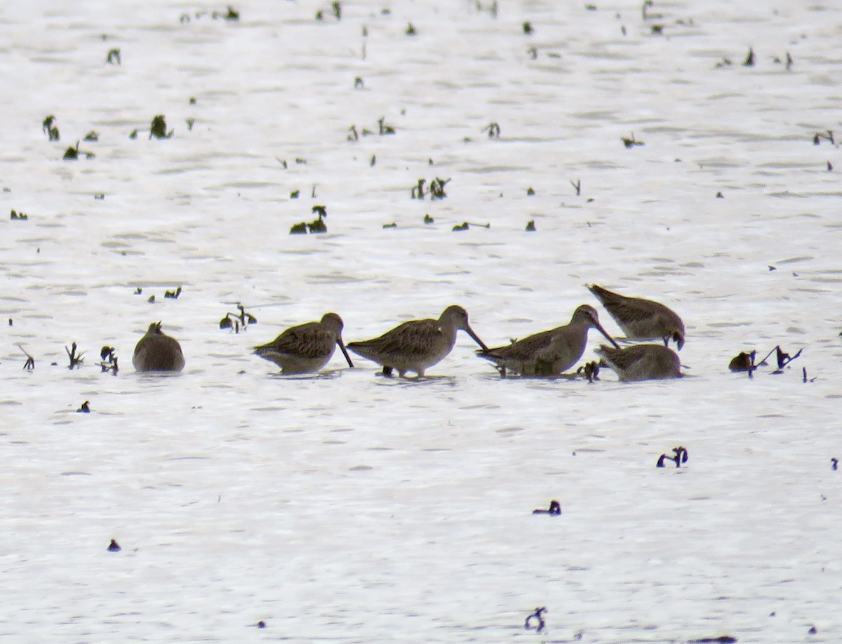 Long-billed Dowitcher - ML646296787