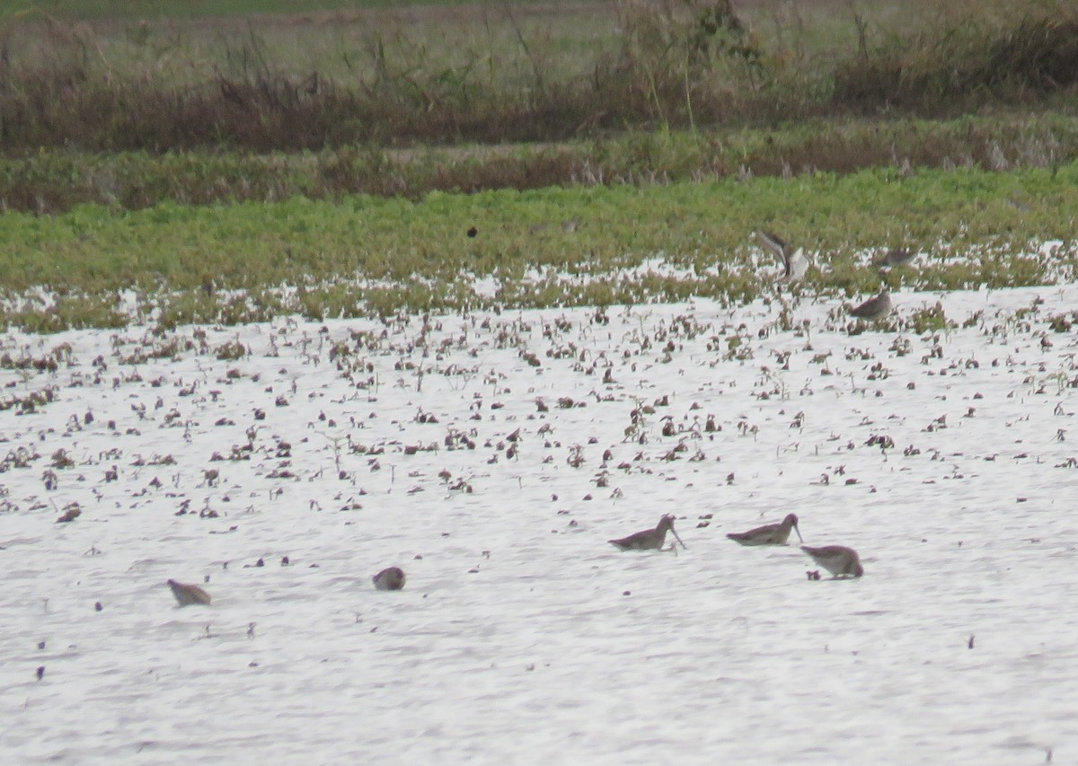 Long-billed Dowitcher - ML646296788