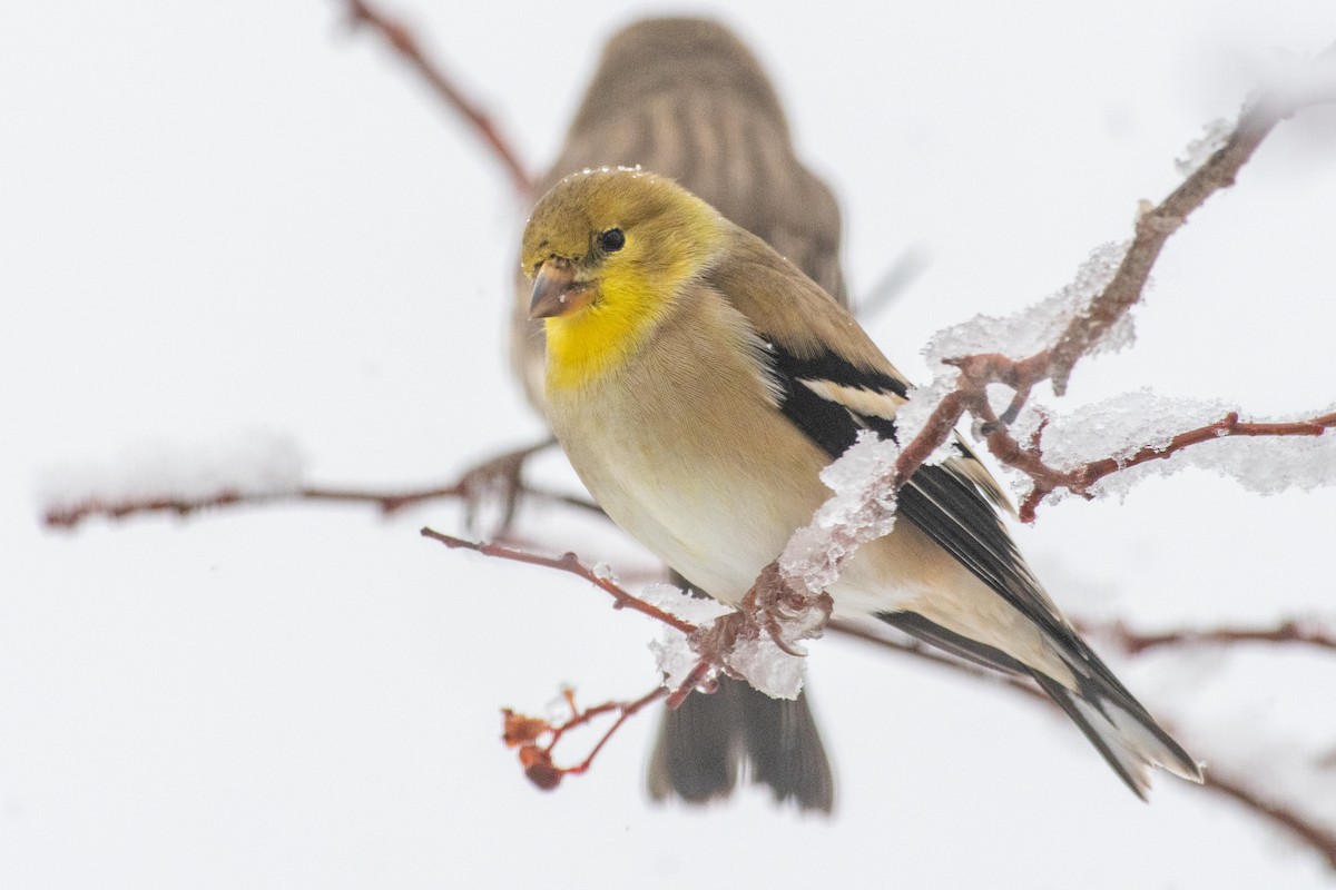 American Goldfinch - ML646296789