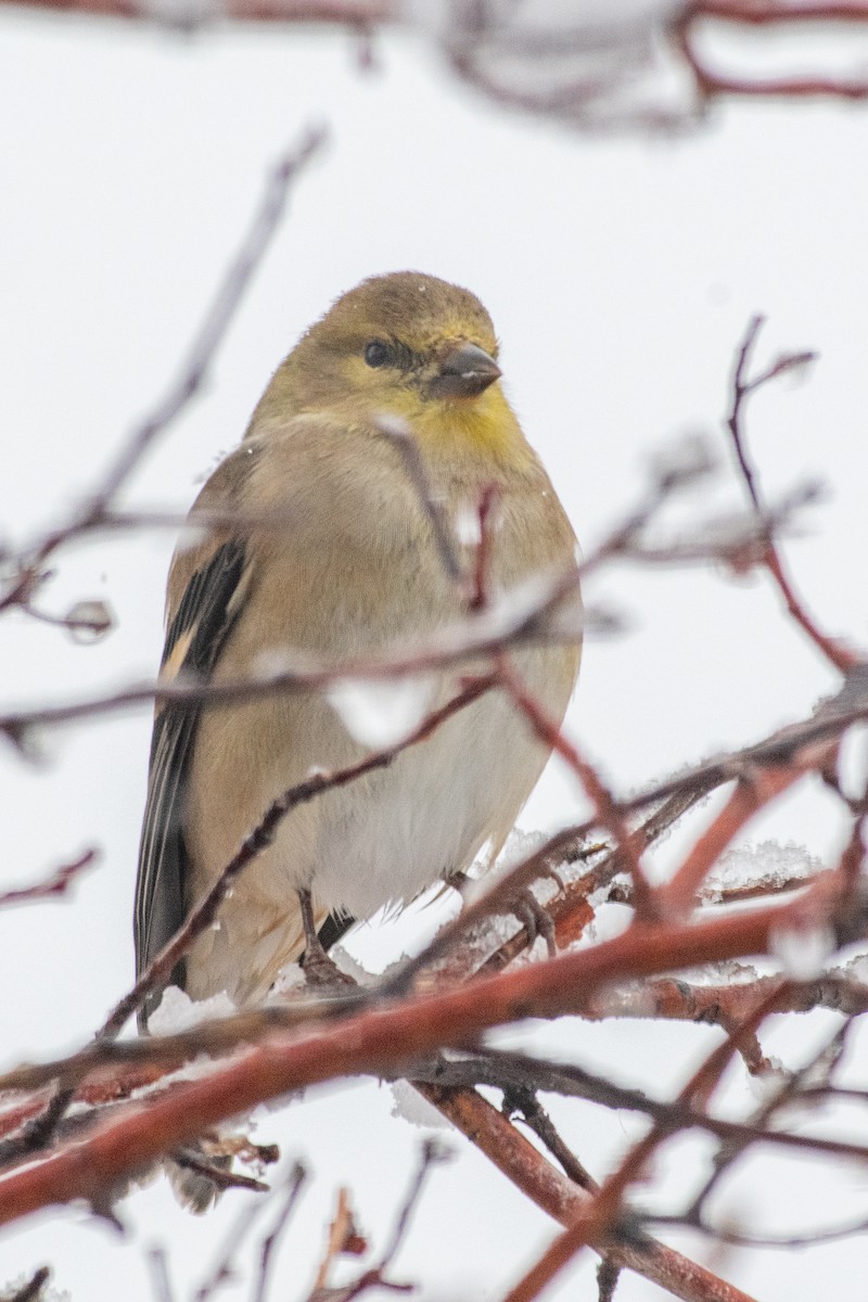 American Goldfinch - ML646296790