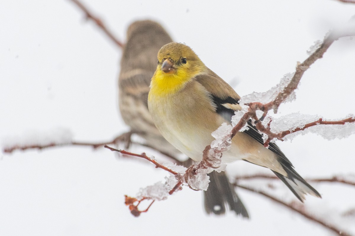 American Goldfinch - ML646296791