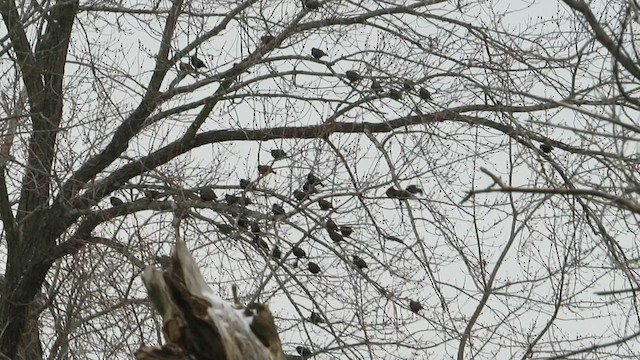 Sığırcık - ML646296793