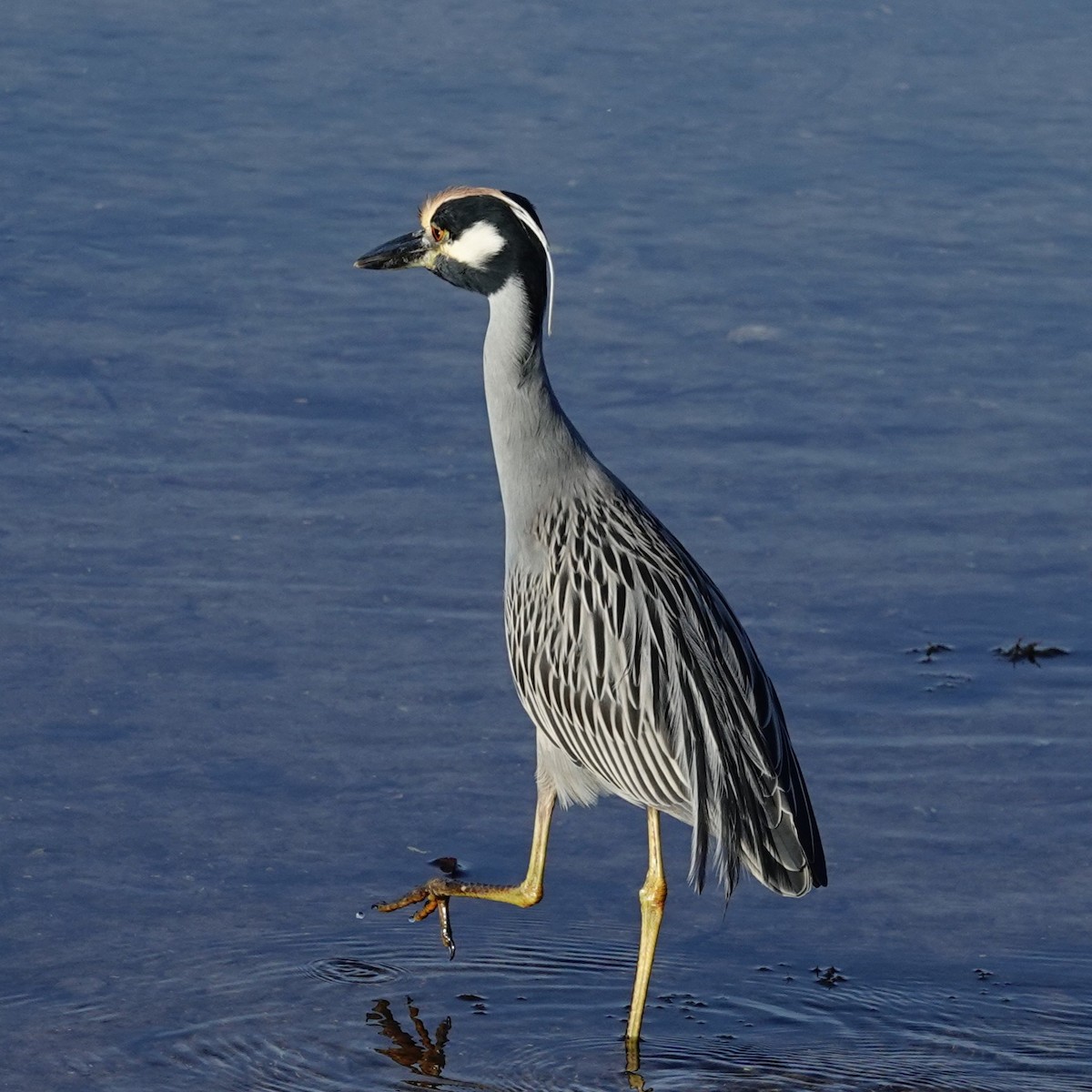 Yellow-crowned Night Heron - ML646296795