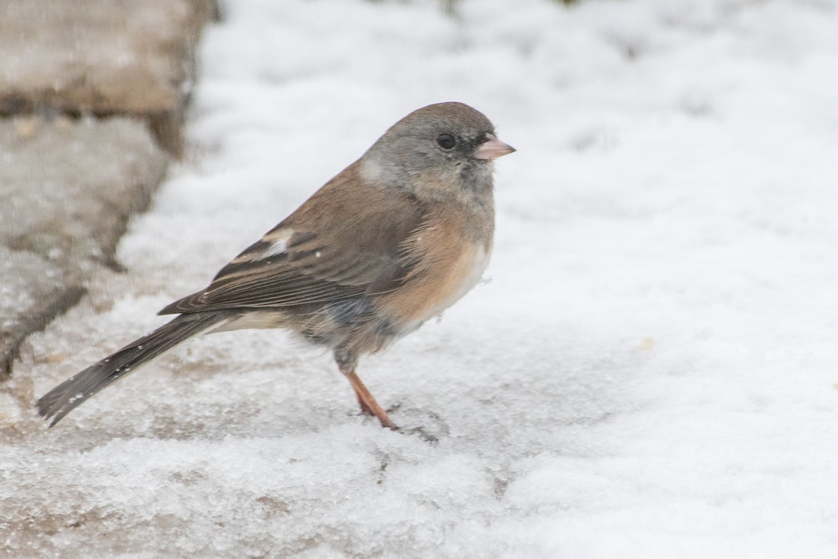 Dark-eyed Junco - ML646296797