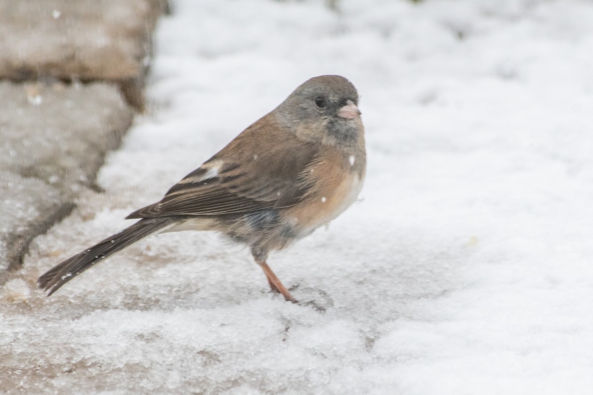 Dark-eyed Junco - ML646296798